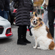 Illustration for article titled Here Is Your Gigantic Jalopnik Hurricane Relief Car Show Photo Gallery